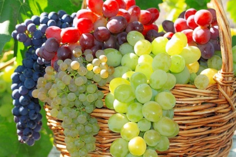 Производство винограда в Узбекистане в I полугодии выросло почти на 3%