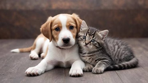 От штрафов до лишения свободы: в Узбекистане готовят новый закон о защите животных от жестокого обращения