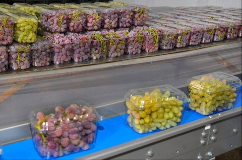 В Ферганской области начали экспортировать столовый виноград в современной упаковке