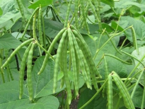 Qoraqalpogʻistonda kunjut va mosh ekinlari koʻpaytiriladi