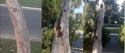 Samarqand shahridagi qadimiy chinorlar nega kesilgani aytildi