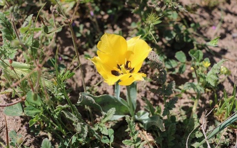 В пустыне Дальварзин Ташкентской области впервые обнаружена сенопопуляция Tulipa Borszczowii Baker