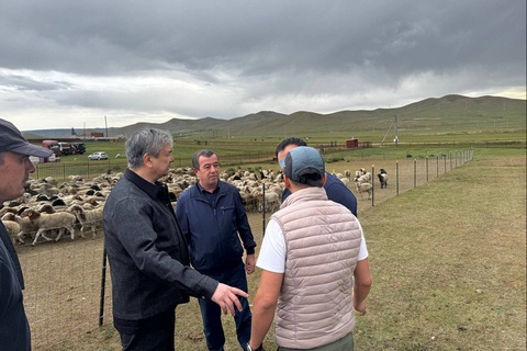 Oʻzbekistonga Moʻgʻulistondan 100 ming bosh qoʻy olib kelinadi