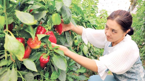 Войлочная теплица: инновационное решение сокращения расходов