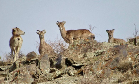 В Нуратинском заповеднике стабилизировалась численность кызылкумских архаров
