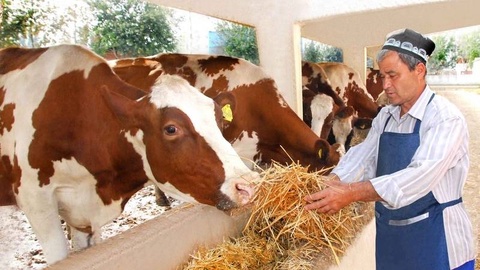 Животноводство: модернизация сферы с использованием современных подходов