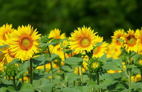 Республикада майлы егинлерди жетистириў раўажландырылады