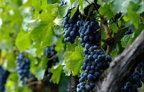 В 2025 году в Узбекистане было выращено около 2 млн тонн винограда