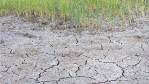 Узбекистан и МАГАТЭ запускают совместный проект по борьбе с засолением почв