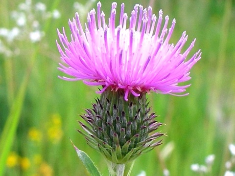 Чет элдан ёввойи ўсимлик олиб келиш учун рухсатнома керак?!