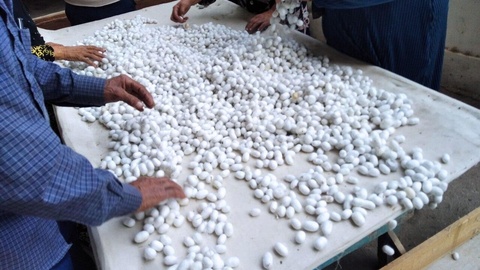 Ipak qurti urugʻini tayyorlovchi 7 ta yangi urugʻchilik korxonasi tashkil etildi