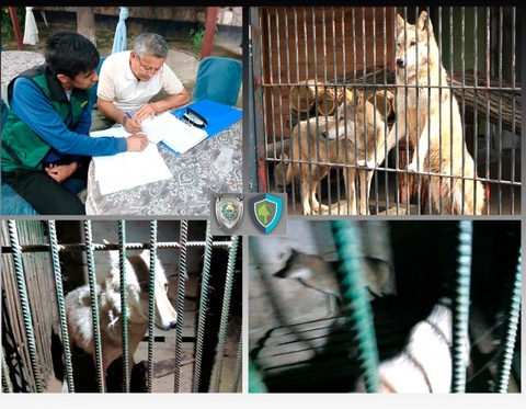 Андижонда фуқаро “заправка“да 2 та бўрини боқиб келаётгани аниқланди