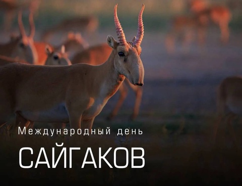 5 мая - Международный день сайгаков