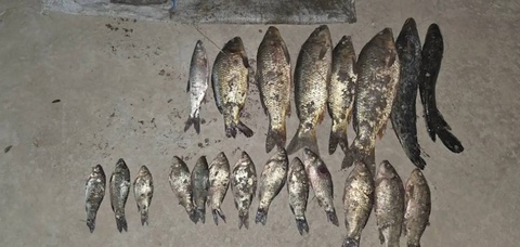 As a result of illegal fishing on the Syrdarya River, more than 368 million soums of damage has been caused to nature