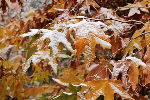 2025-жылдың декабрь айында Өзбекстанда қандай ҳаўа-райы бақланады?