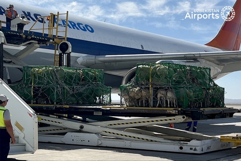 Oʻzbekistonga Moʻgʻulistondan havo orqali qoʻylarning birinchi partiyasi yetib keldi
