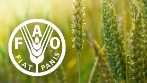 Өзбекстан Біріккен Ұлттар Ұйымының Азық-түлік және ауыл шаруашылығы ұйымының (ФАО) кеңесіне сайланды.