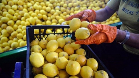 Oʻzbekiston qancha limon import qilgan?