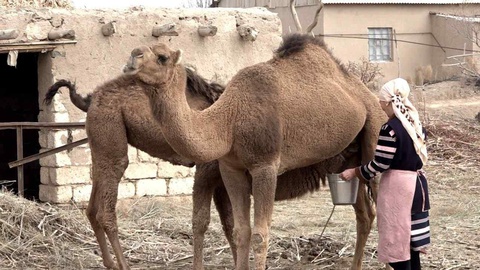 «Дийқаншылық бәри бес, шарўашылық оған ес»