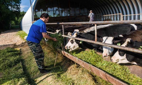 Мал шаруашылығы қожалықтарына субсидия бөлінеді