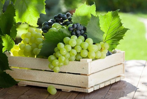 Uzbekistan exports grapes to 67 countries around the world