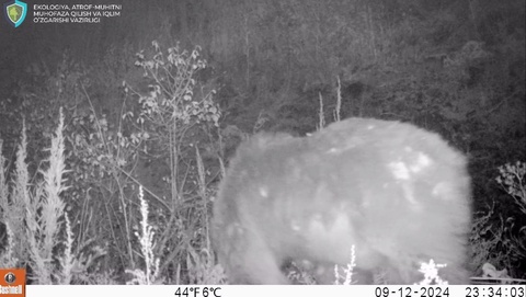 “Ҳисор” давлат қўриқхонасига ўрнатилган фотоқопқонга Тян-Шан қўнғир айиғи тушиб қолди