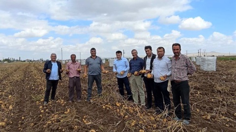 Изучен зарубежный опыт по производству семенного картофеля