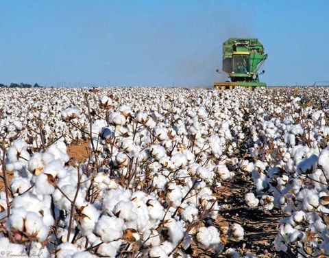 Производителям хлопка-сырца выплатят субсидии