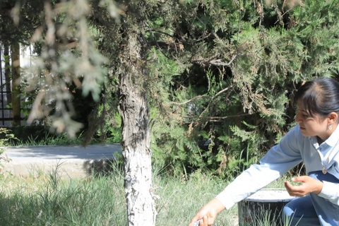 Hashar elga yarashar