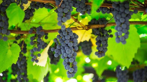 В Узбекистане внедряется система финансовой поддержки выращивания винограда