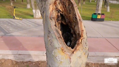 Тошкент марказида зарарланган 73 та дарахт кесилади