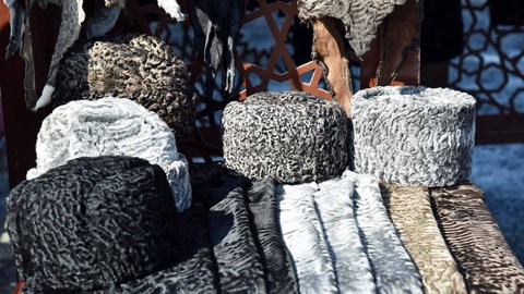 Каракулеводство: воссоздаем отечественный бренд