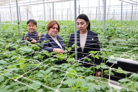 Самарқандда картошка уруғчилиги ривожланади