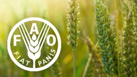 Ўзбекистон ба Шӯрои Созмони озуқа ва кишоварзии СММ (ФАО) интихоб шуд