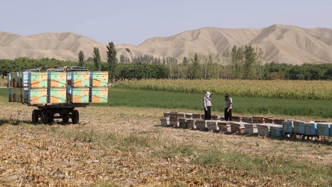 Пчеловодство: ресурс для развития сельских территорий