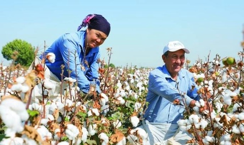 В Узбекистане в этом году за каждый килограмм собранного вручную хлопка будет выплачиваться 2500 сумов