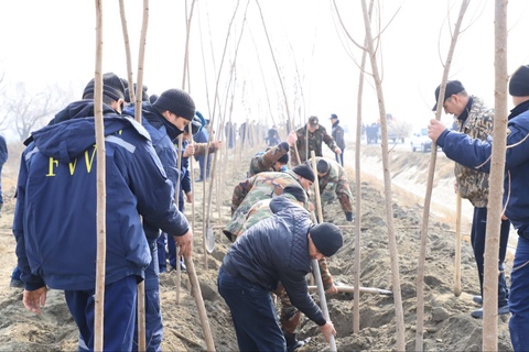 Фарғонада янги ўзлаштирилган ерларга 15 минг дона саноатбоп терак кўчатлари экилди