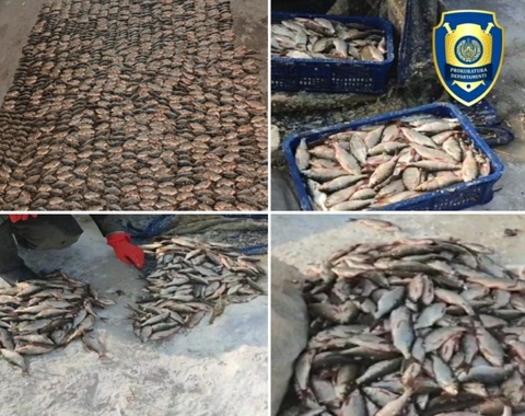 Aydar-Arnasoy koʻllar hududida “Qizilkoʻz” baliqlarini noqonuniy ovlayotgan shaxslar ushlandi