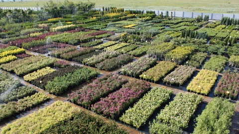 Узбекистан увеличивает площади для выращивания лекарственных растений