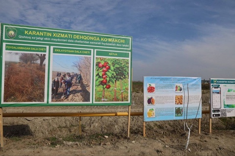 В Навоийском регионе активизировалась весенняя кампания по высадке деревьев