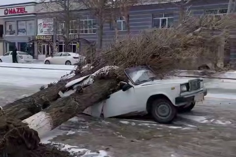 Жиззахда автомобиль устига иккита дарахт қулаб тушди