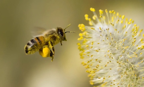 Ўзбекистонда асалдан кўра асаларилар экспорти ошмоқда