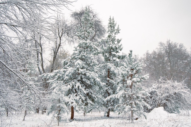 Dam olish kunlari sovuq antitsiklon Oʻzbekiston hududidan chekinadi